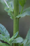 American burnweed